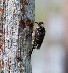 Red-cockaded woodpecker