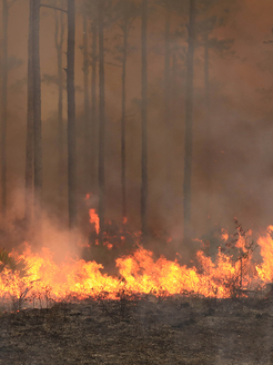 Prescribed burn