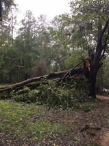 tree down due to hurrican irma