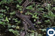 Gator babies