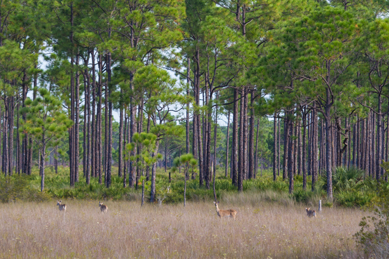 Deer hunting on public land