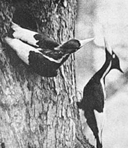 Ivory-billed woodpeckers