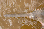 Sawfish