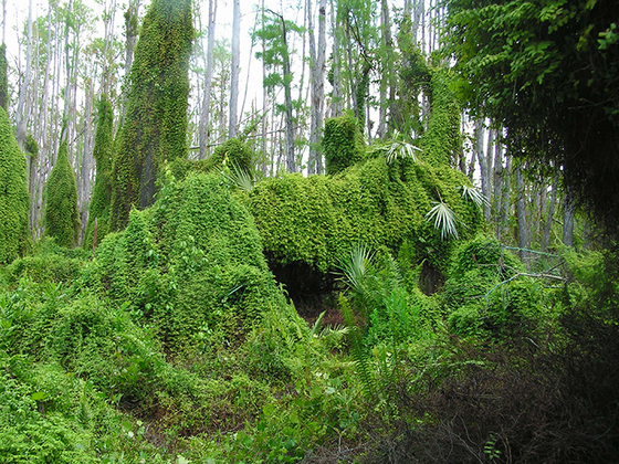 Old World climbing fern at Corbett