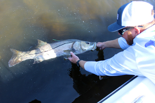 Snook being released