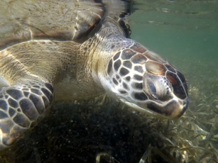 Cold-stunned sea turtle