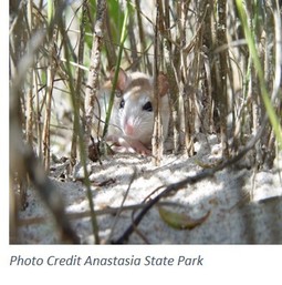 Anastasia Island beach mouse