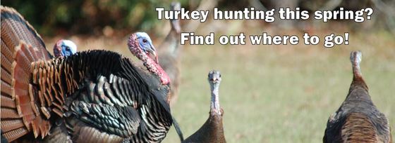 Where to turkey hunt