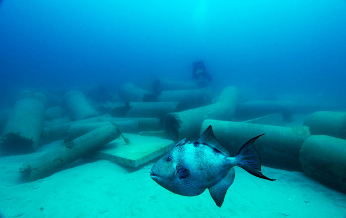 Triggerfish swimming underwater