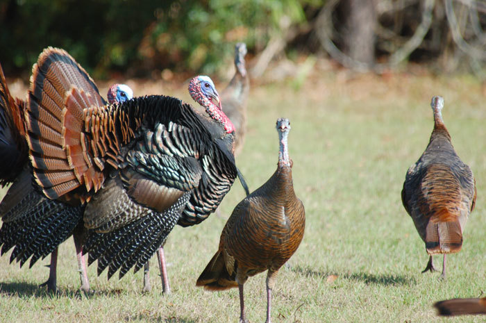 Osceola wild turkey flock Osceola wild turkey flock
