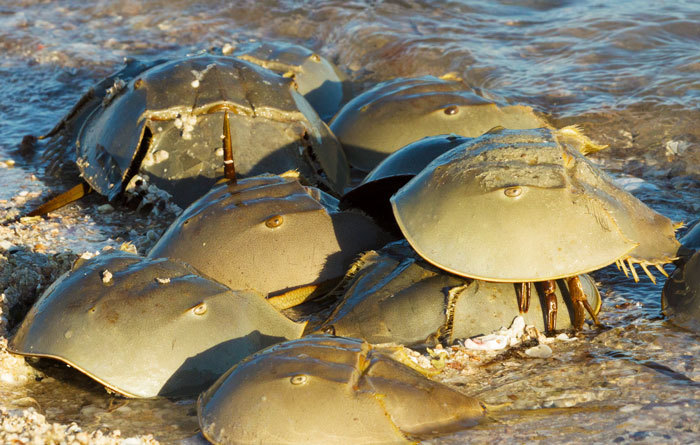 Mating horseshoe crabs