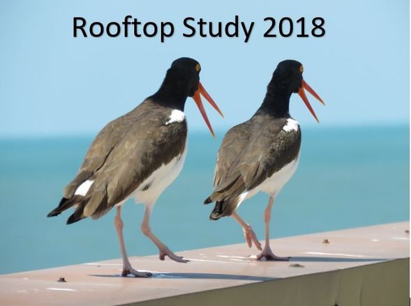 Rooftop Study 2018