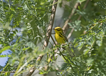 Prairie Warbler by Andy Wraithell