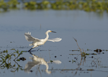 Snowy Egret by Andy Wraithell