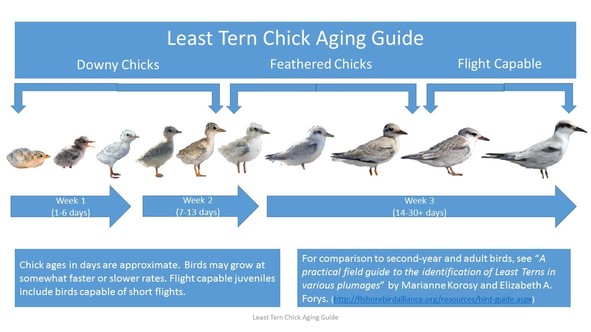 Aging Chicks Chart