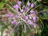 Clasping Warea