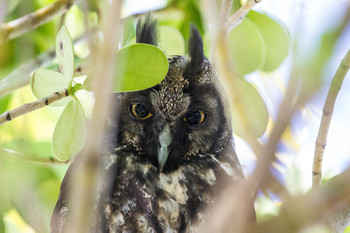 Stygian Owl by Mark Hedden/markhedden.com