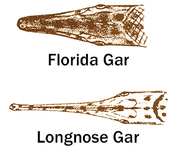 Florida and Longnose gar