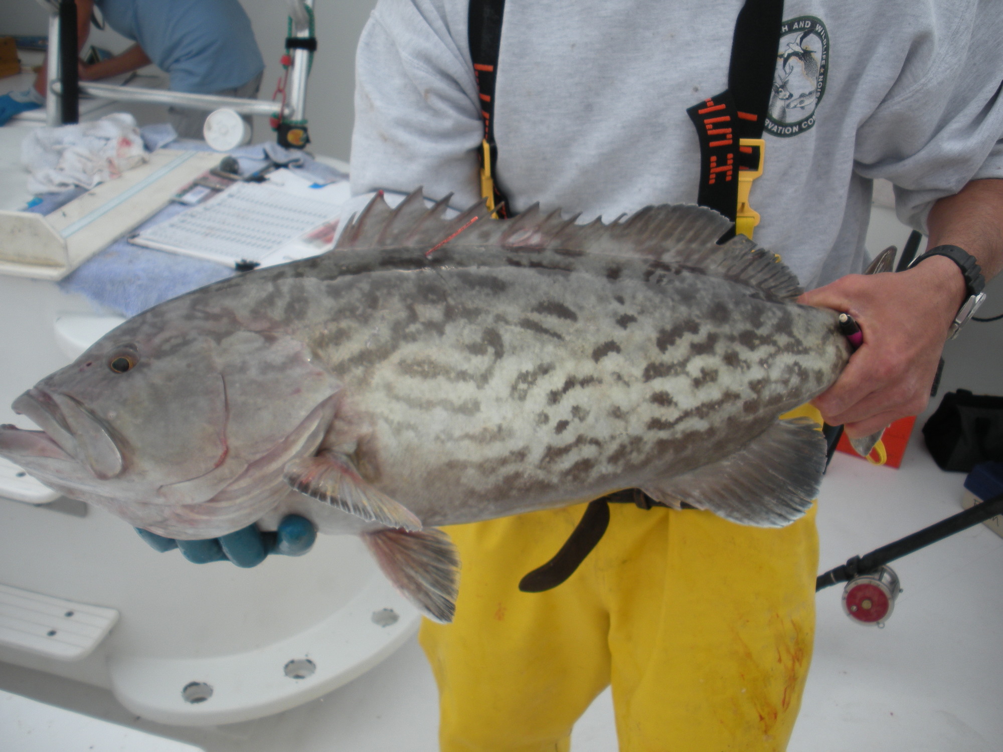 Gulf Reef Fish Survey photo