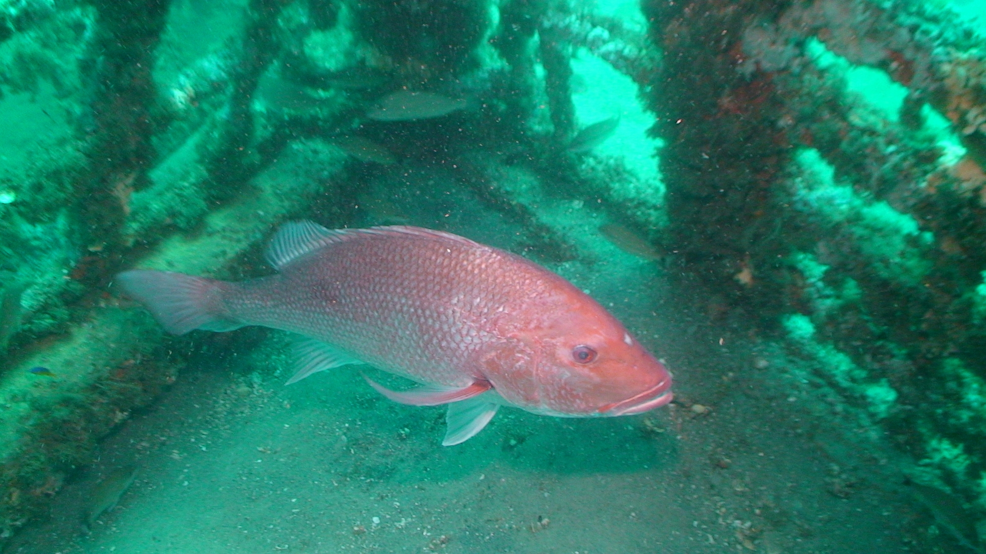 red snapper photo