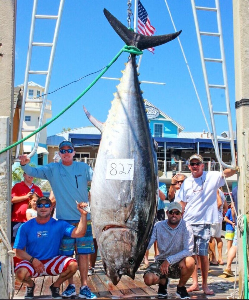 bluefin tuna record_photo courtesy of Rick Whitley