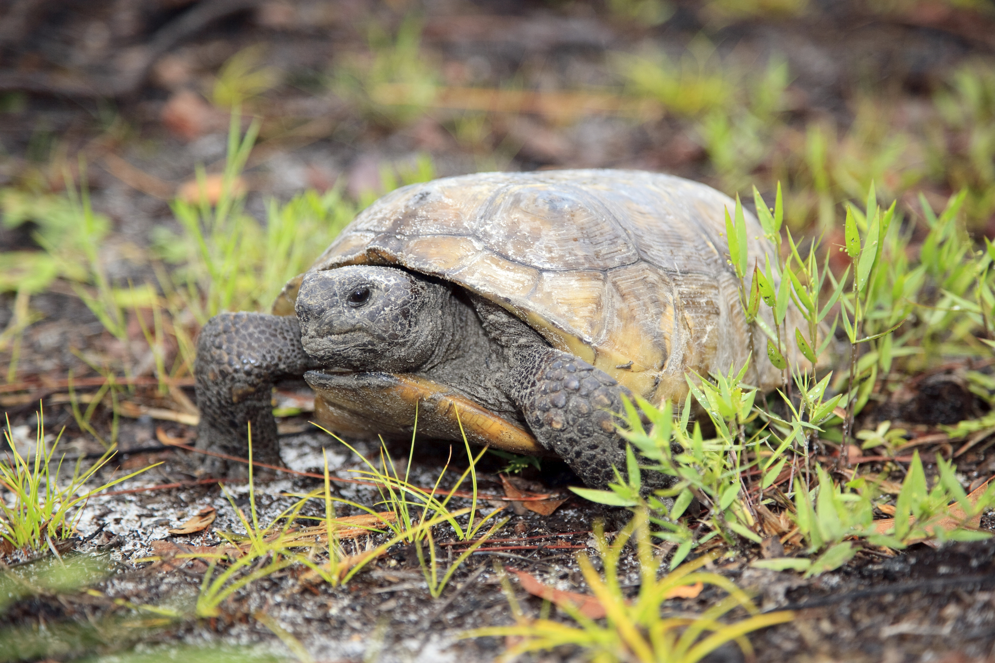 gopher tortoise photo