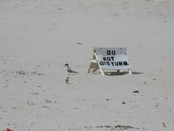A Least Tern and her chicks check out a newly placed chick shelter. Photo provided by Bonnie Samuelsen of Audubon Florida.