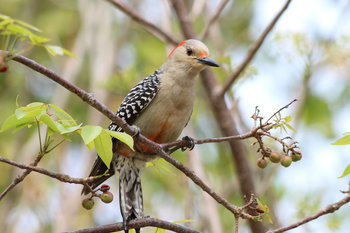Red-bellied Woodpecker by Andy Wraithmell