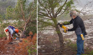 Ridge Rangers Cut Down Sand Pines