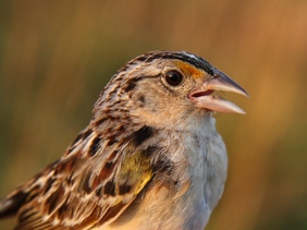 Florida Grasshopper Sparrow