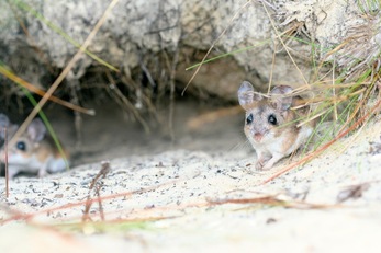 Florida Mouse