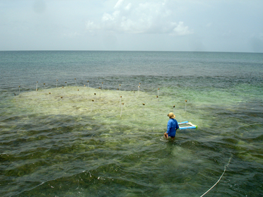 Turtlegrass Monitoring