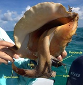 that_conch2