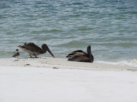 entangled pelicans
