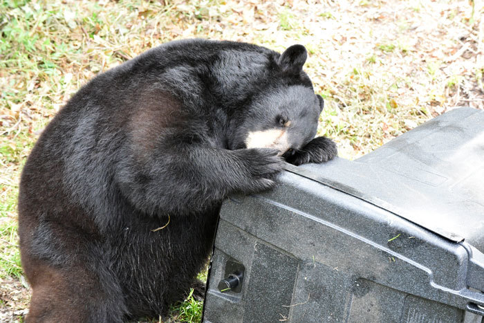 bear trying to get into garbage
