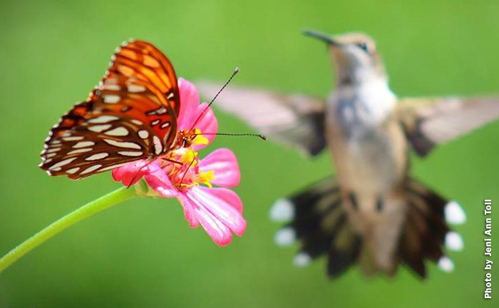 Hummingbird watching butterfly