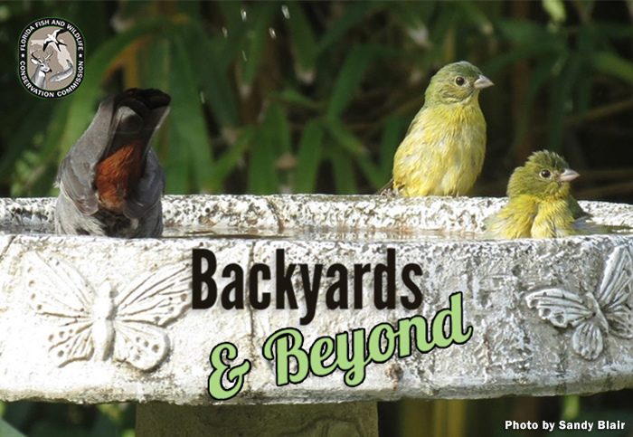 Backyards & Beyond banner image: Three birds in a fountain