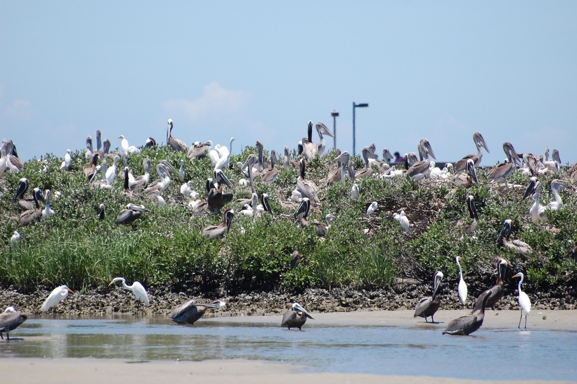 Port Orange CWA with nesting birds