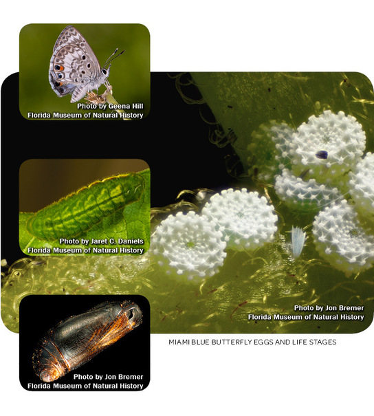 Miami blue butterfly eggs and life stages