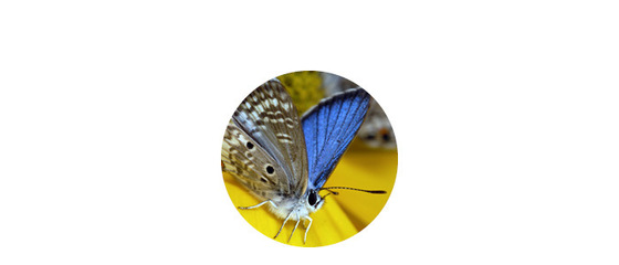 Adult Miami blue butterfly