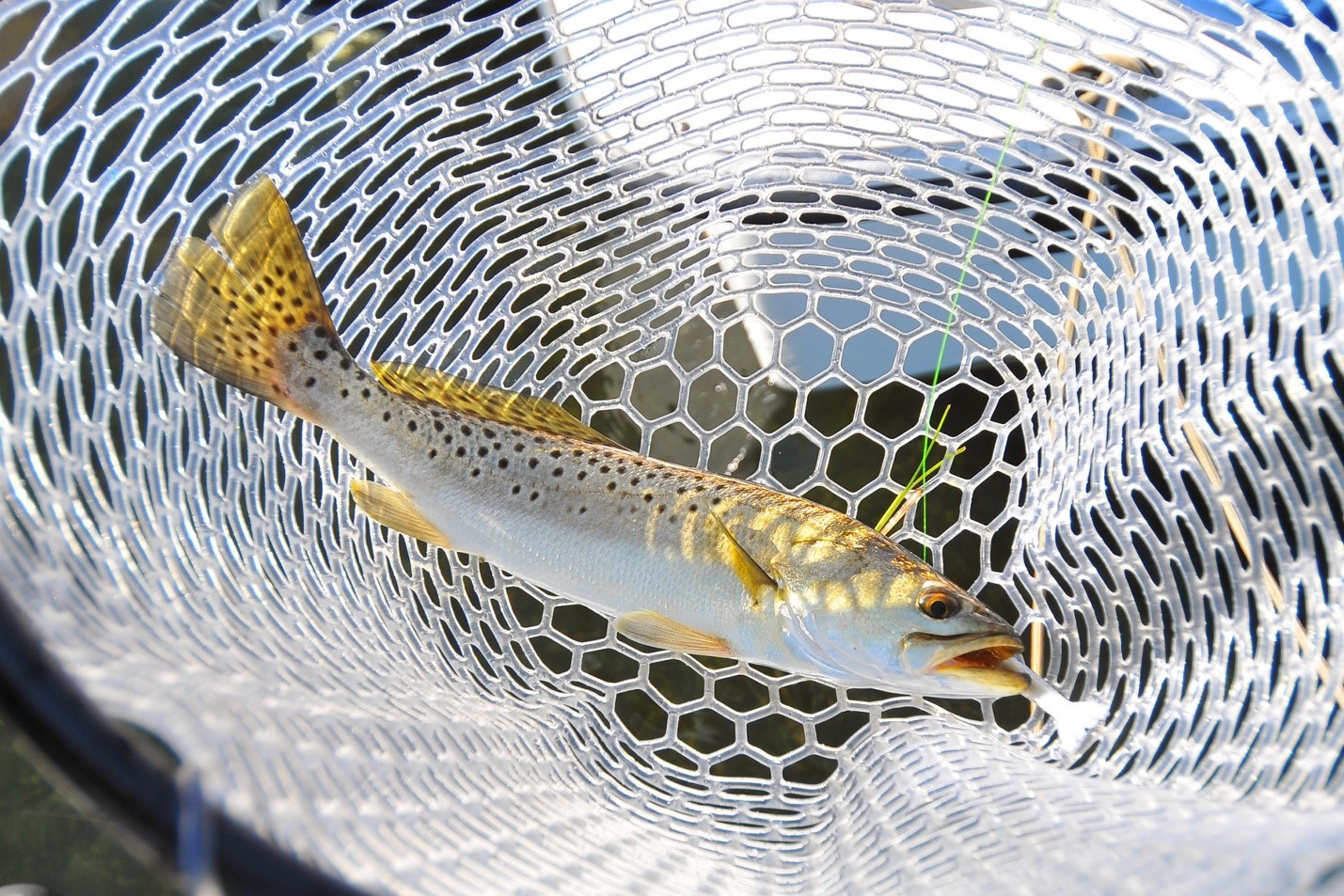 seatrout in net