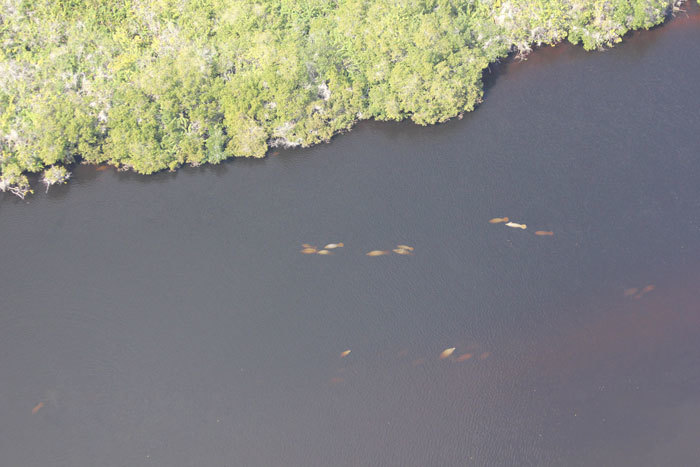 Group of manatees in the water