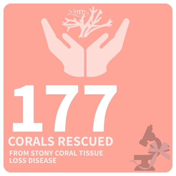 coral_disease_infographic