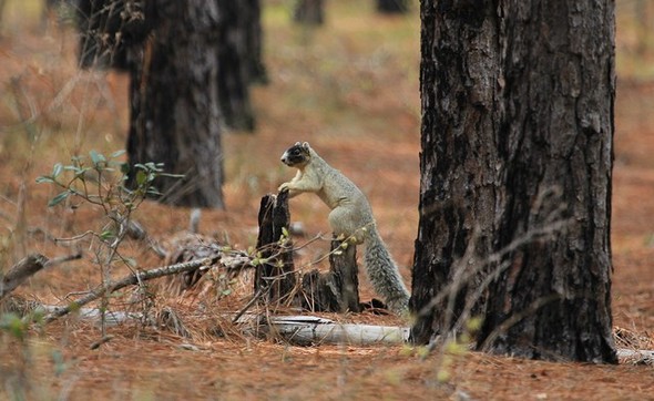 Fox Squirrel