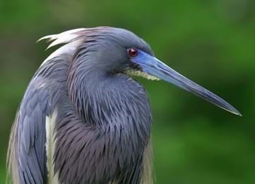 Little Blue Heron