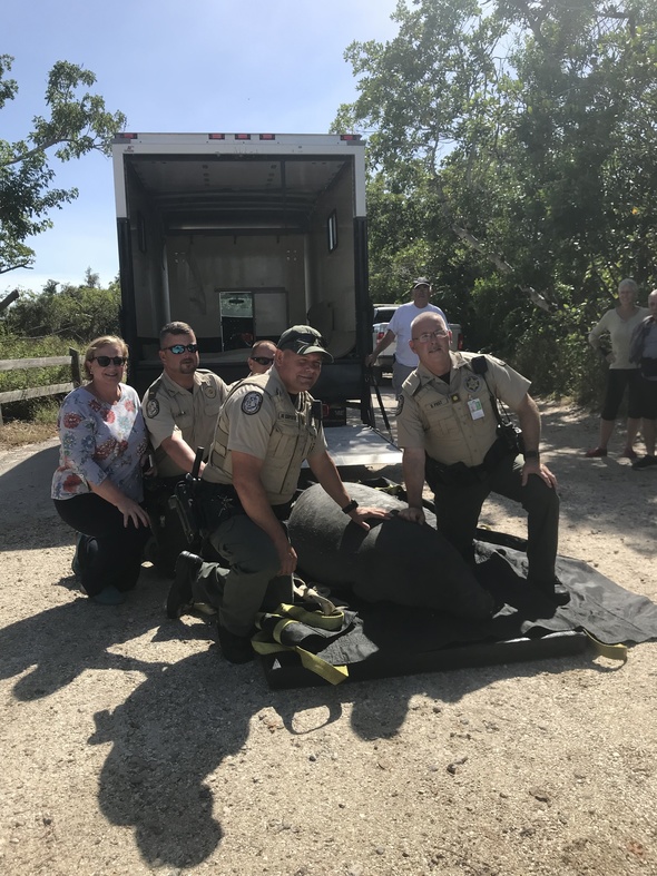 manatee release