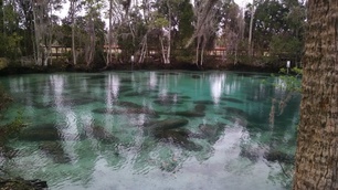 manatees in spring