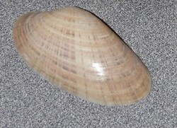 Sunray venus clam