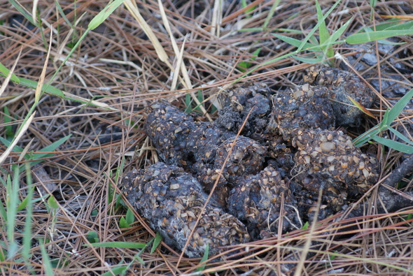 Bear Scat