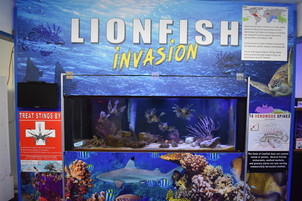 lionfish program image